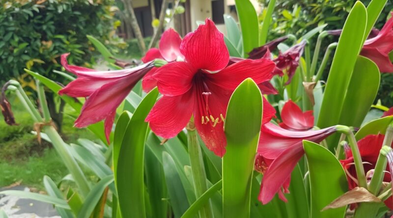 Amaryllis