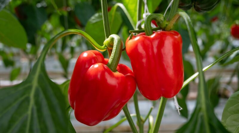 paprika selber ziehen