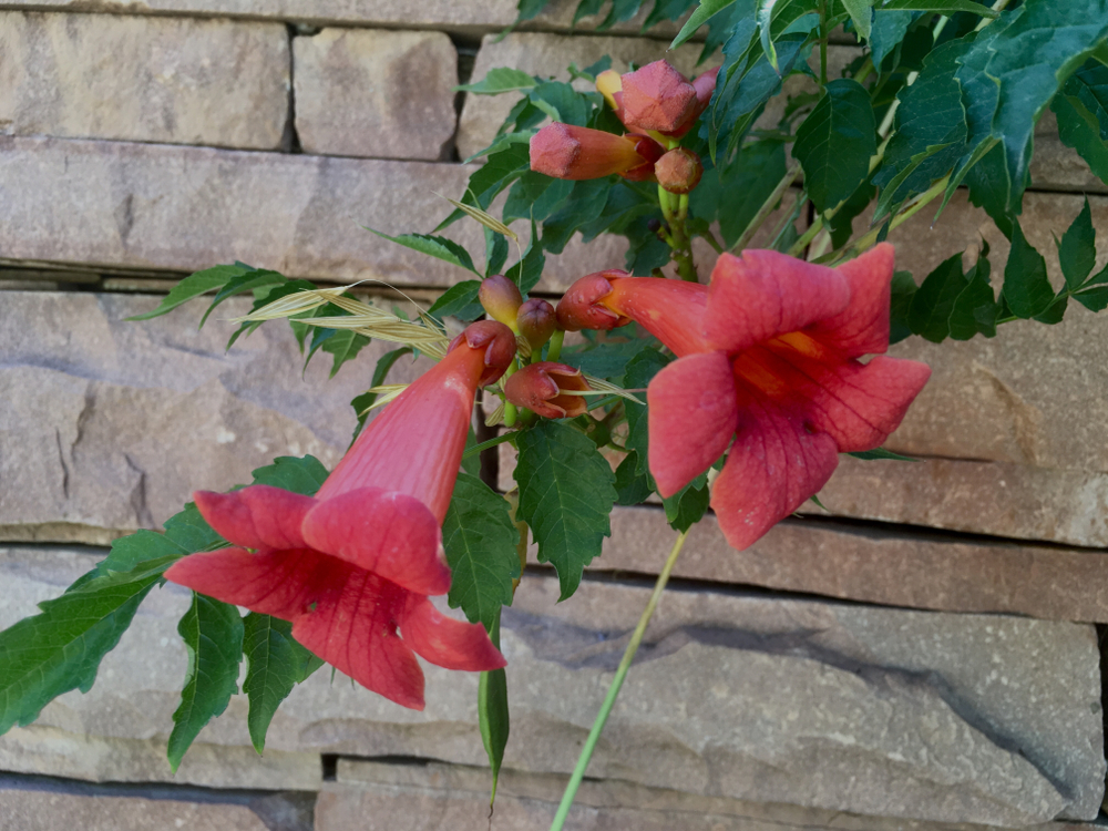 Trompetenblume