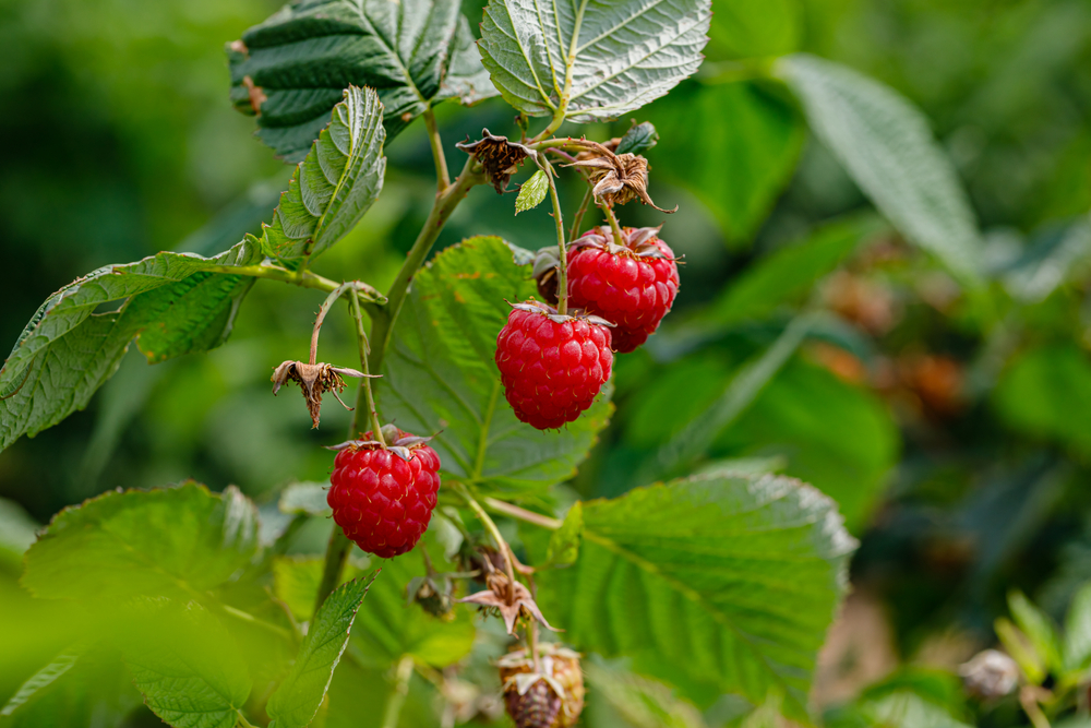 himbeeren im garten