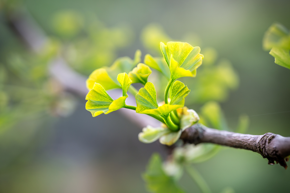 ginkgo stecklinge