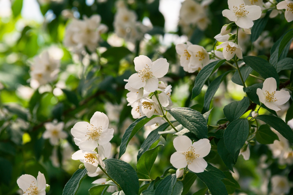 Jasmin