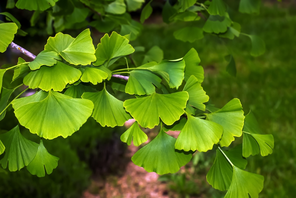 ginkgo wuchsrichtung