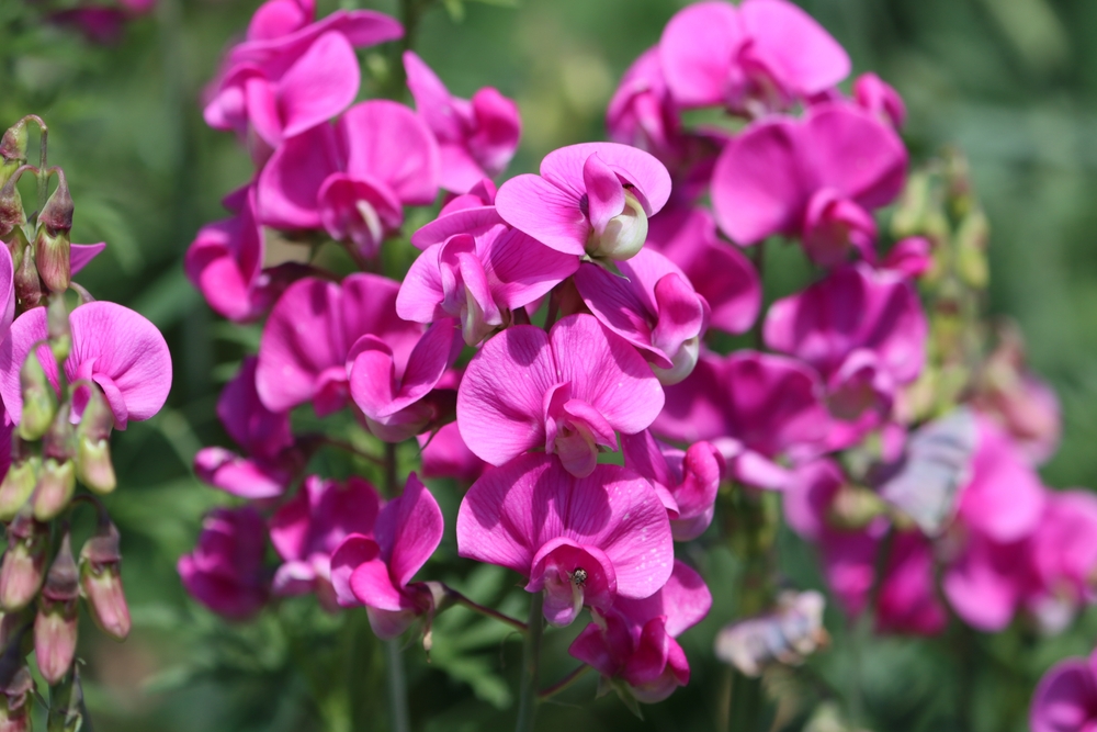 Lathyrus
