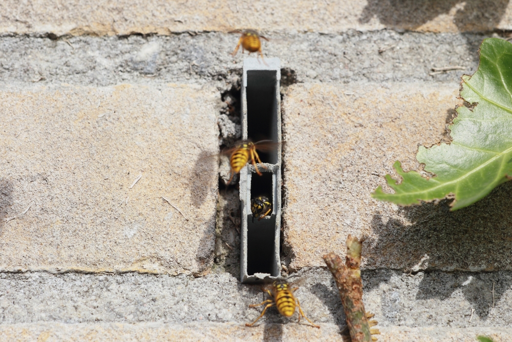 wespen bauen nest