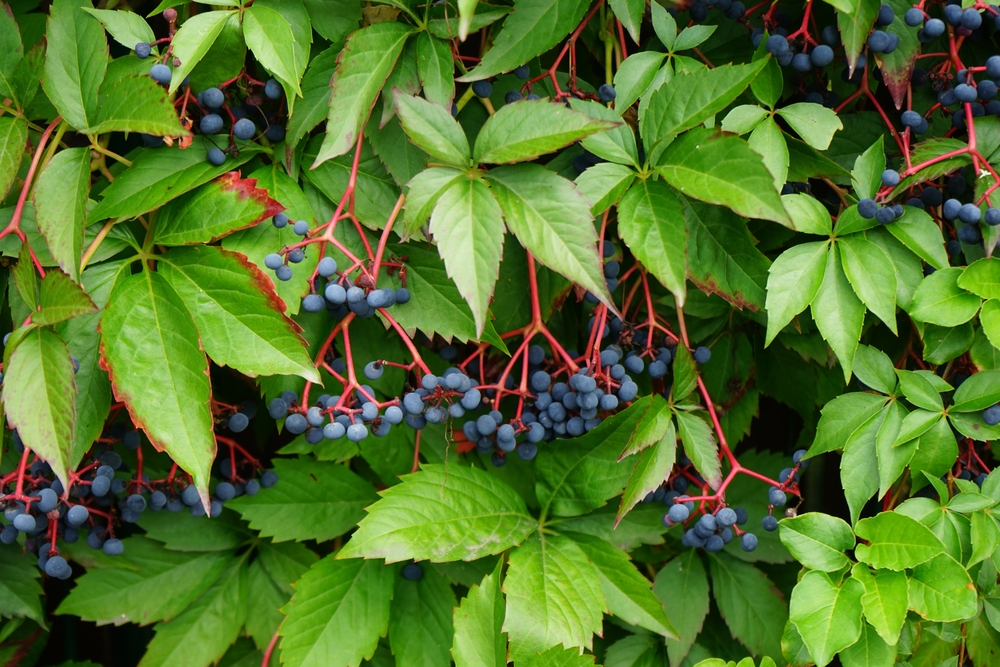 Parthenocissus quinquefolia