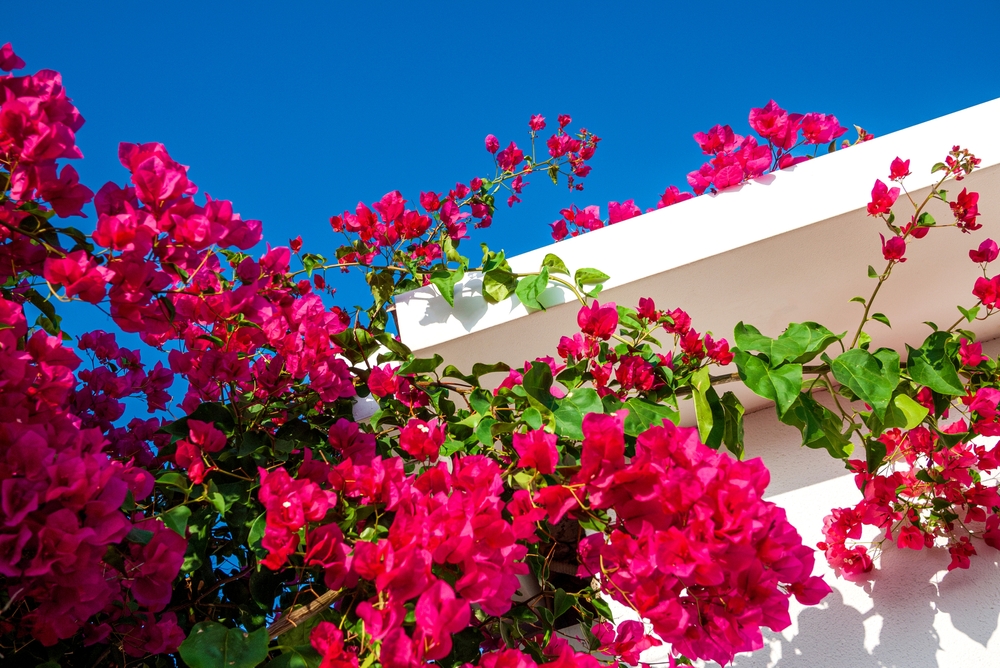 Bougainvillea