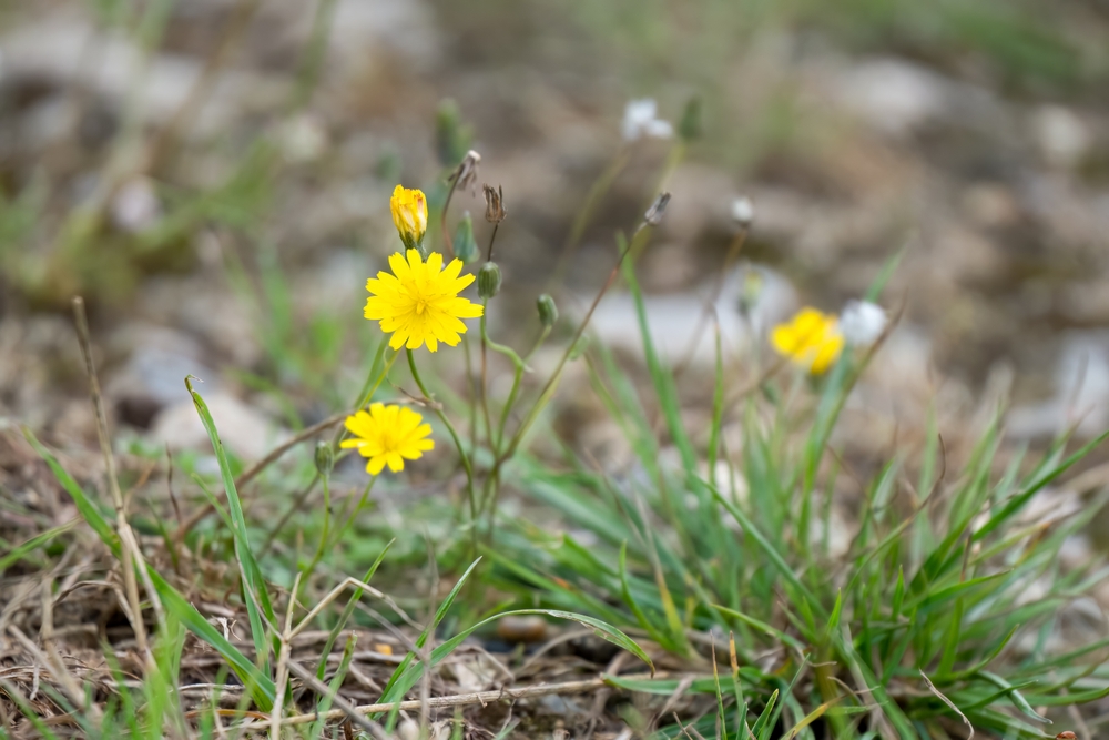 Hypochaeris radicata