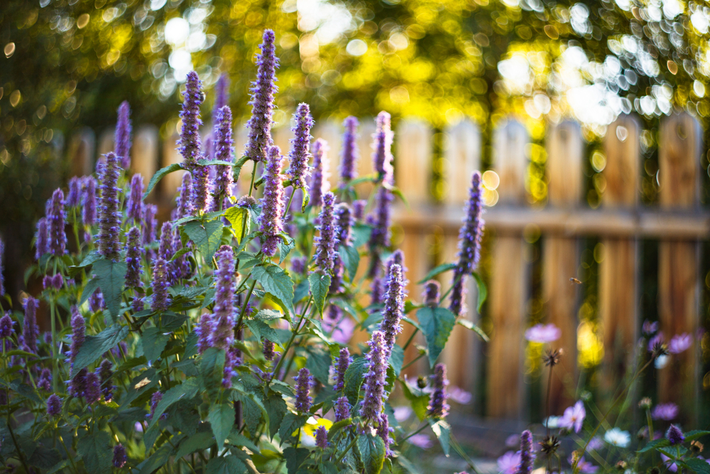 Agastache foeniculum
