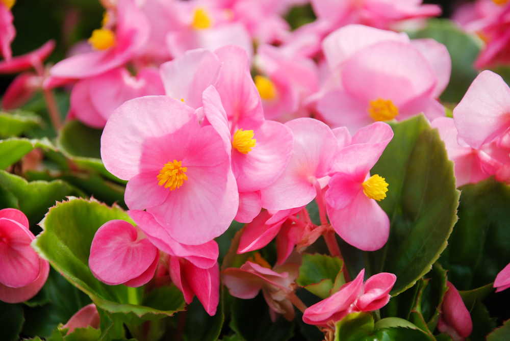 Begonia semperflorens