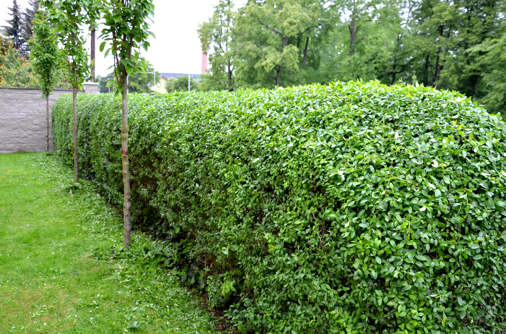 weidenbegrenzung mit liguster