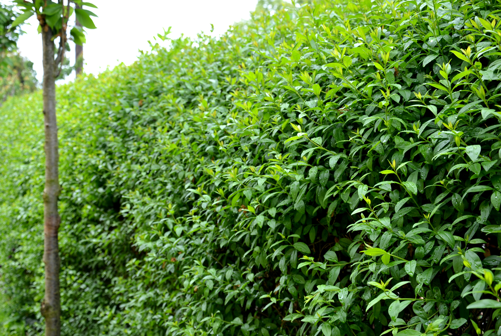 Ligustrum