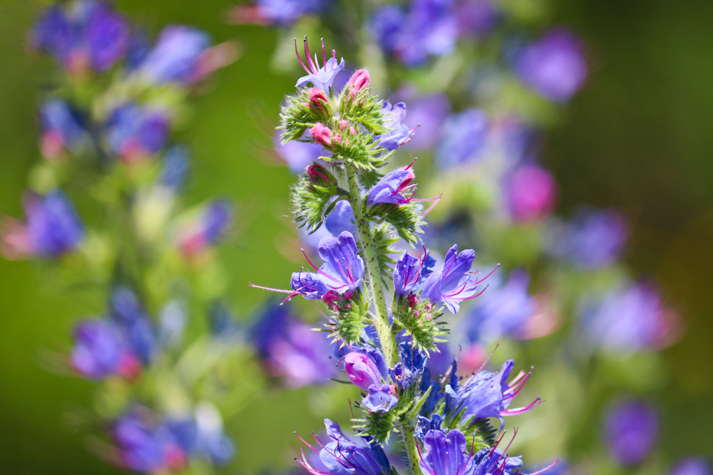 Echium vulgare
