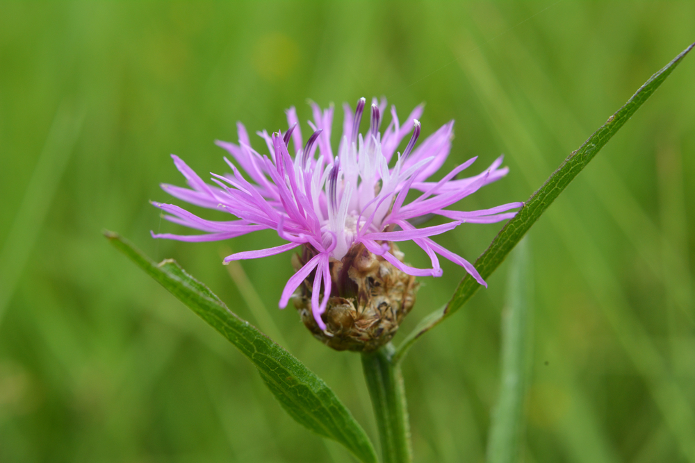 Centaurea jacea