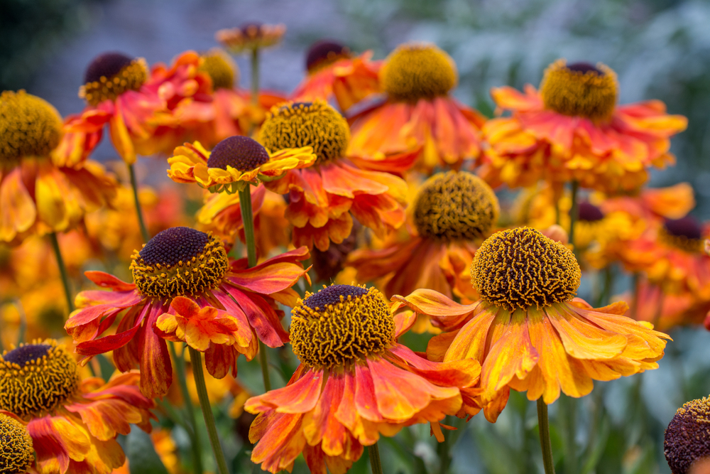 Helenium autumnale