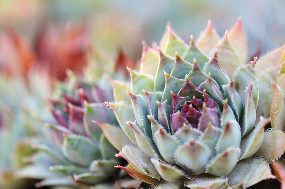 Sempervivum