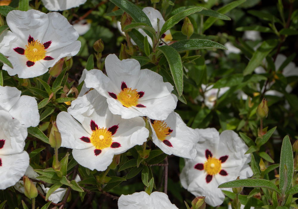 Cistus