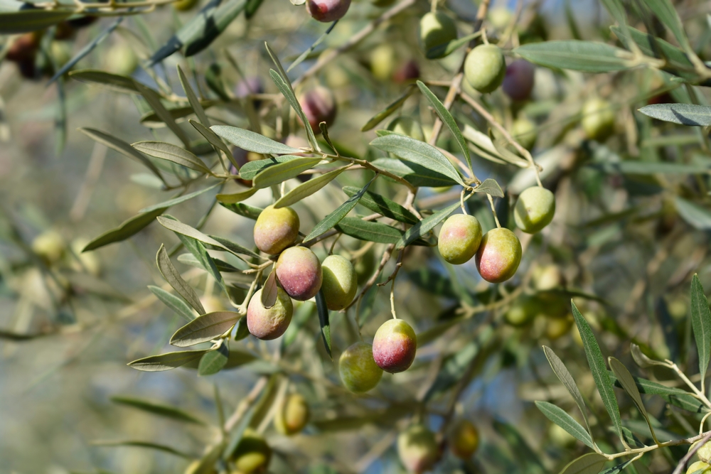 Olea europaea