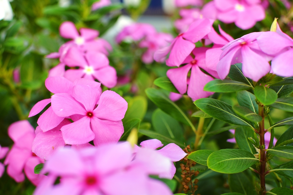 Catharanthus roseus