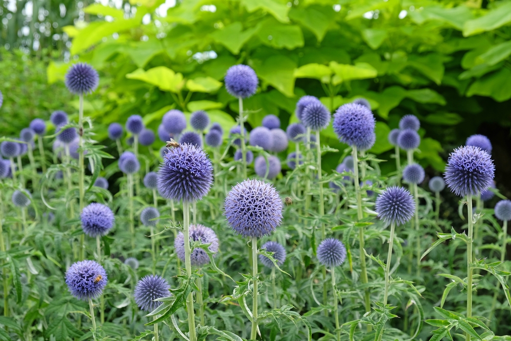 Echinops