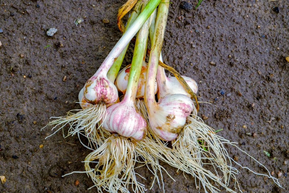 knoblauch ernten