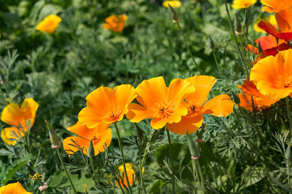Eschscholzia californica