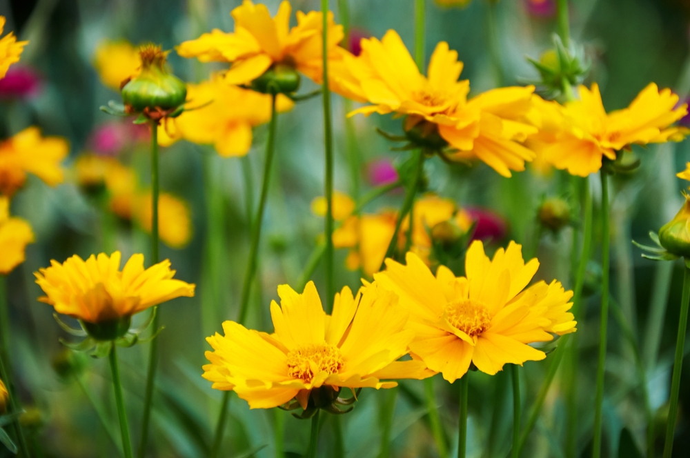 Coreopsis