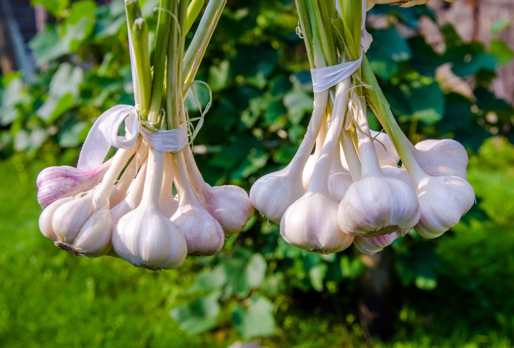 knoblauchsorten