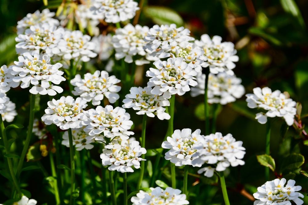 Iberis sempervirens