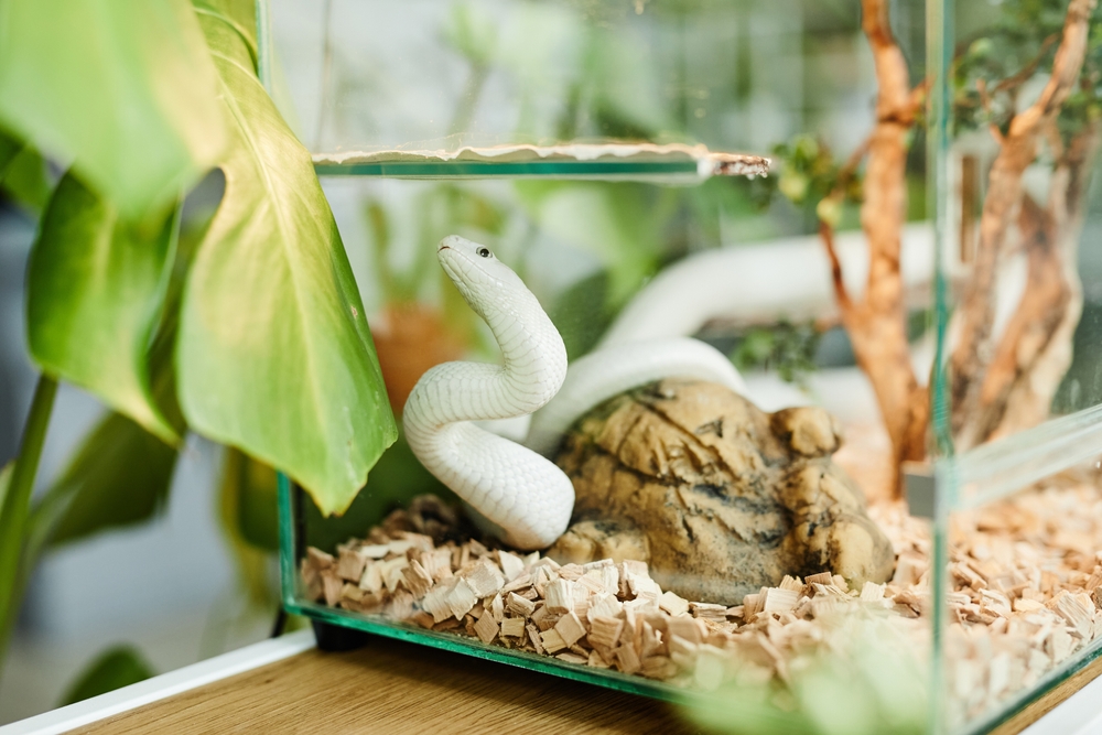 schlange im terrarium