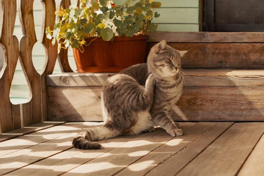 katze auf veranda