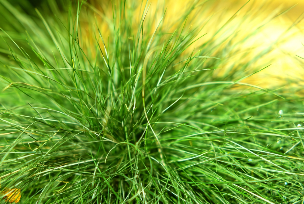 Festuca amethystina