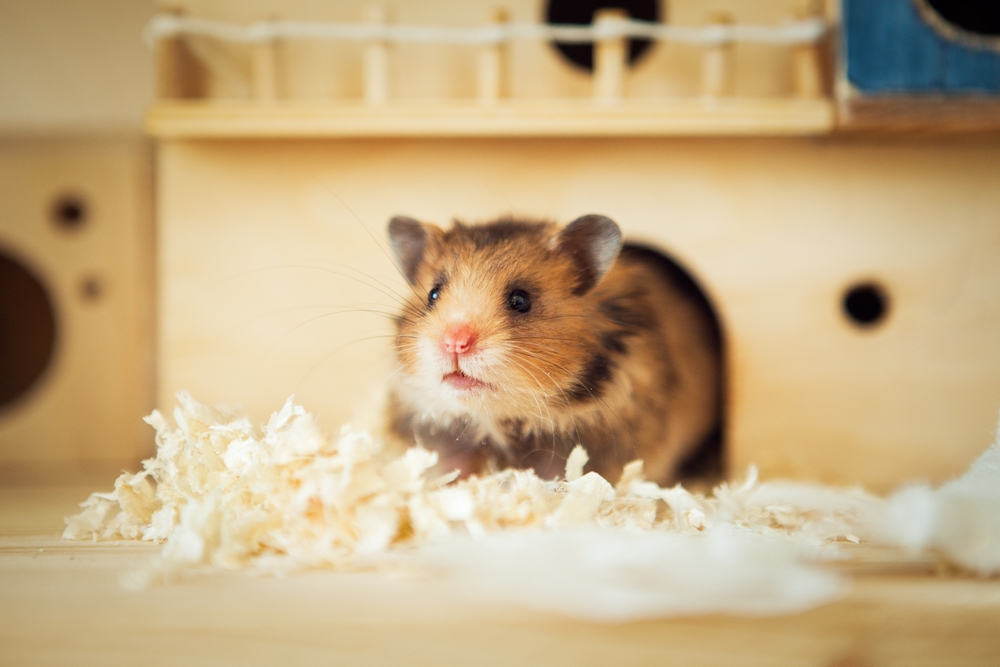 hamster im käfig