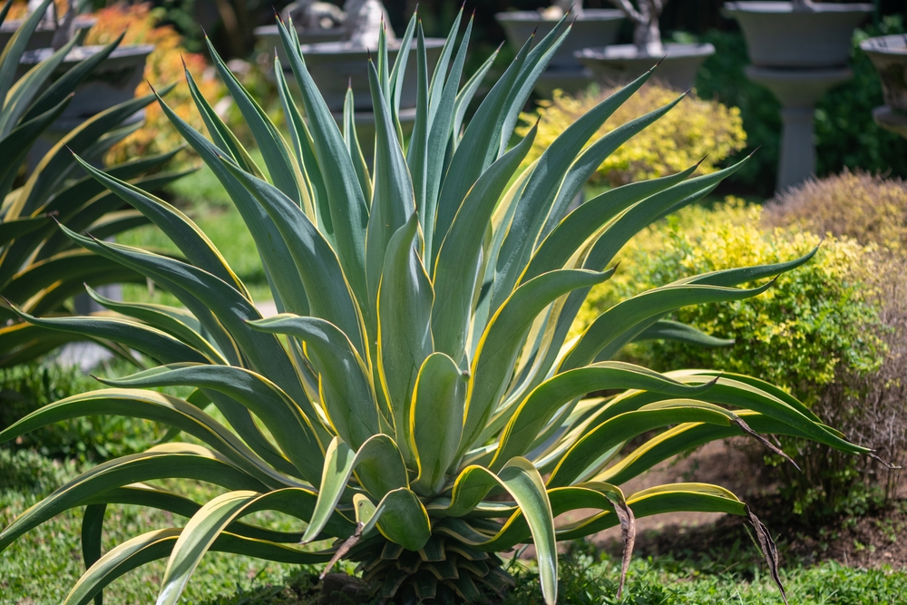 Agave americana