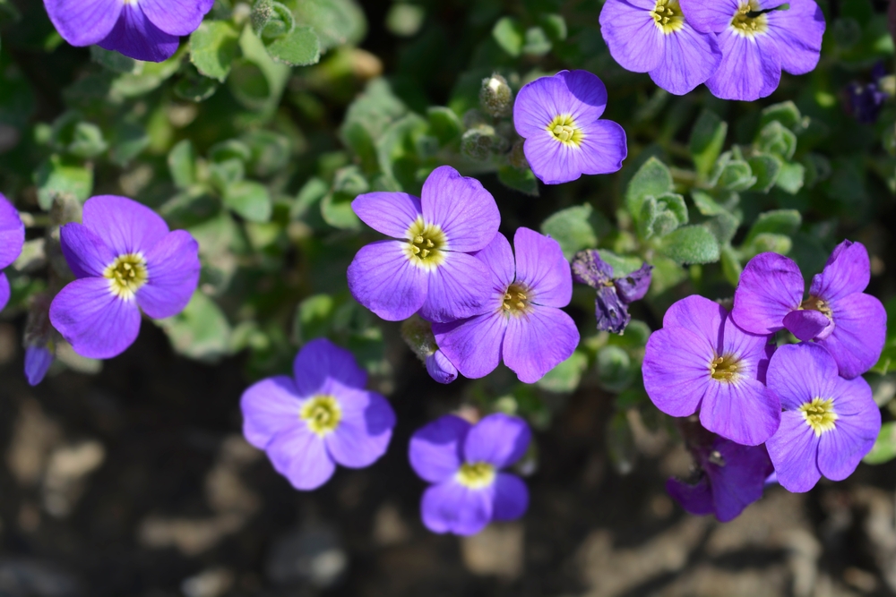 Aubrieta