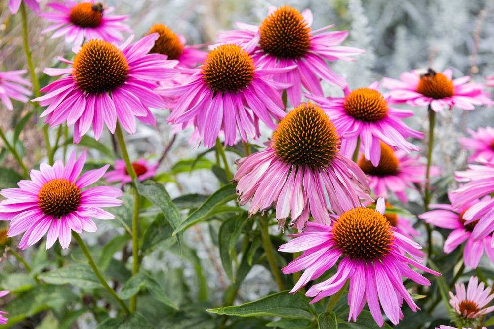Echinacea purpurea