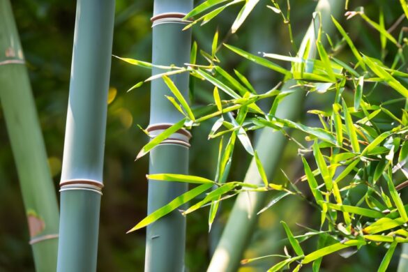 bambus im garten bekämpfen