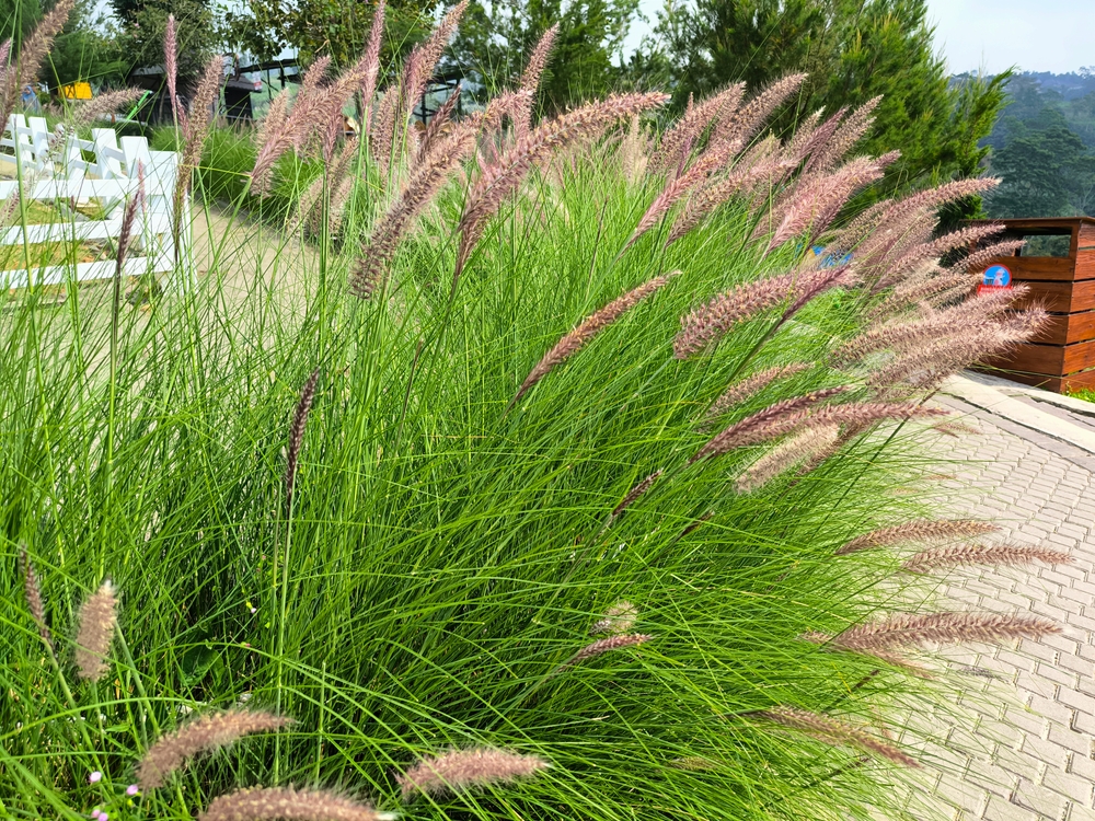 Pennisetum alopecuroides