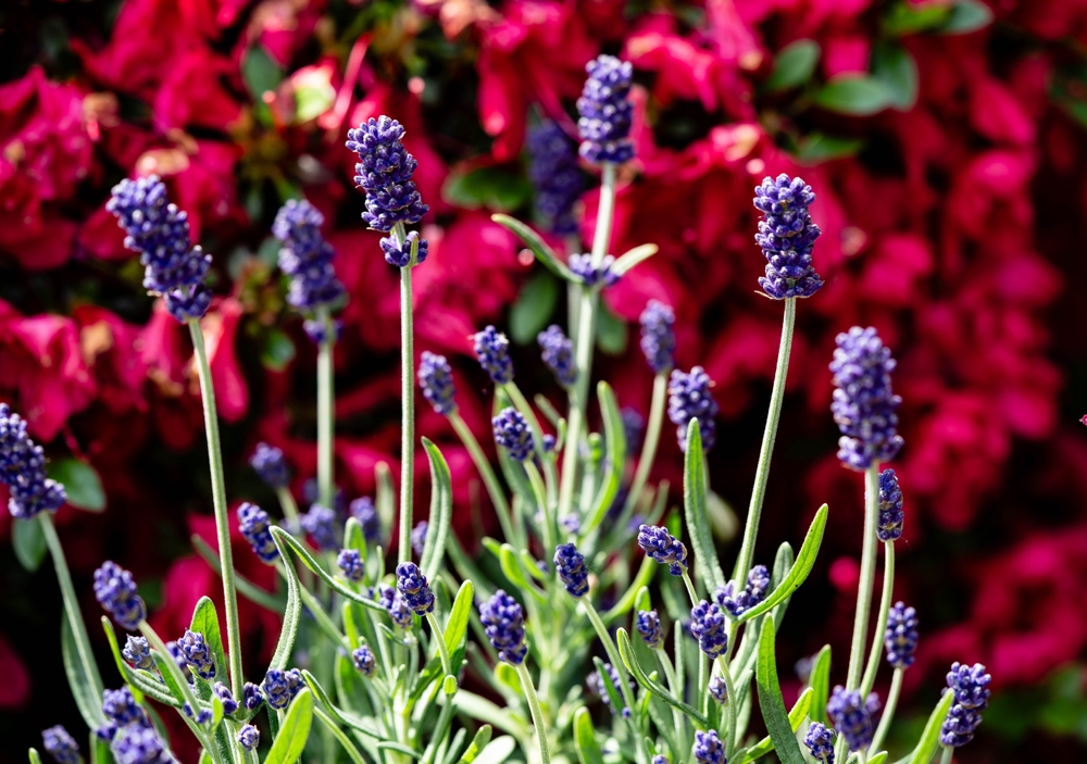 Lavandula augustifolia