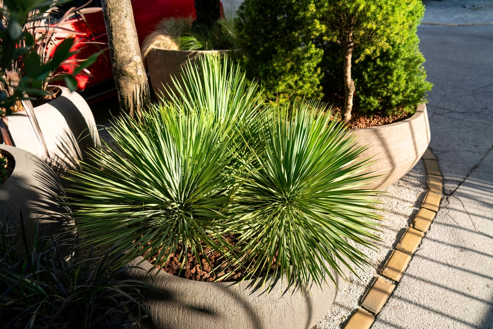 Yucca rostrata