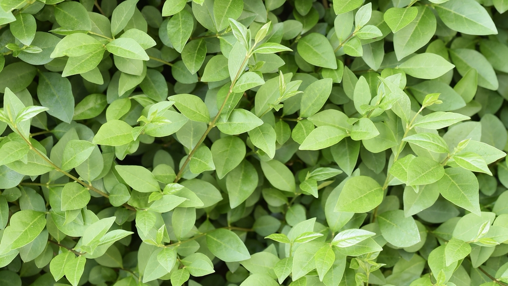 ligustrum ovalifolium