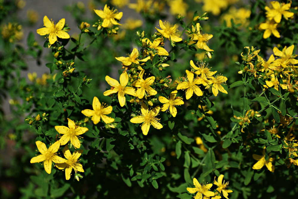 Hypericum Perforatum
