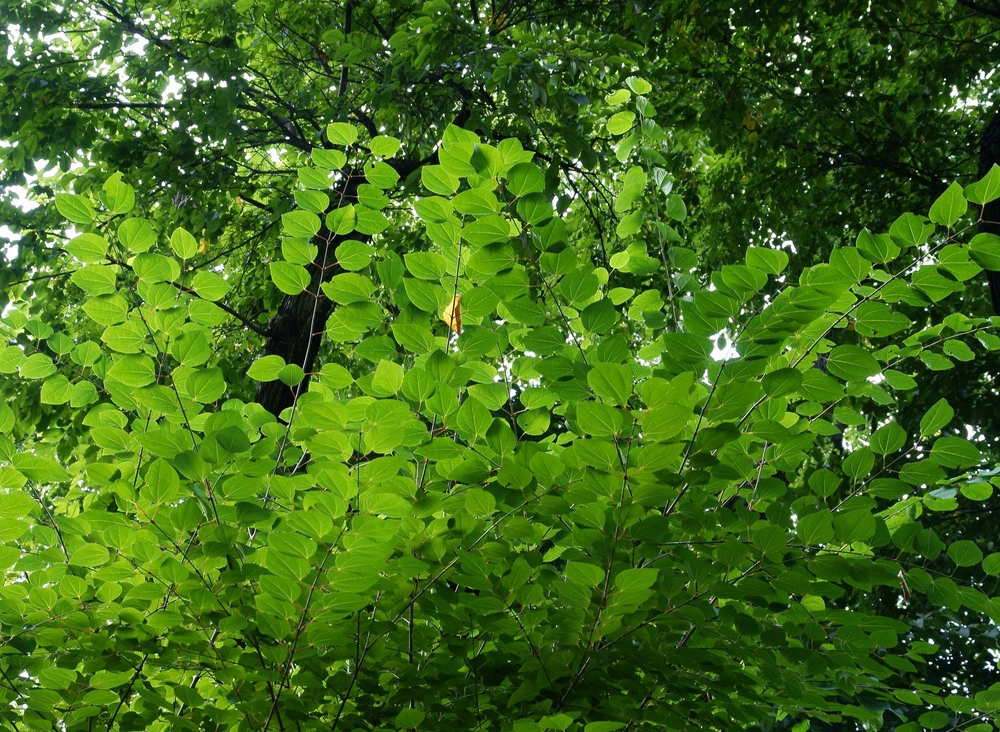 Cercidiphyllum japonicum