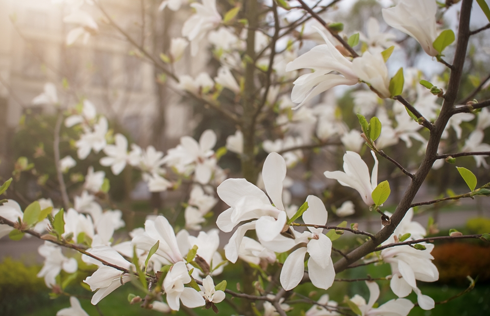 blühende magnolie