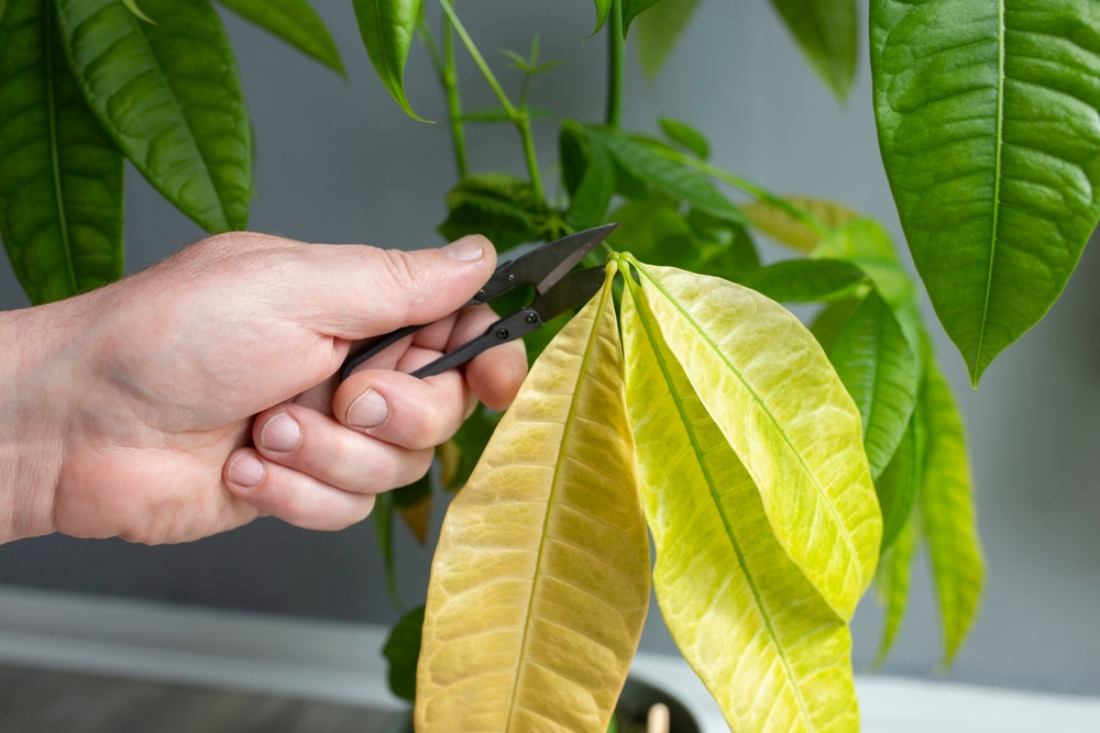 Pachira Aquatica verliert Blätter
