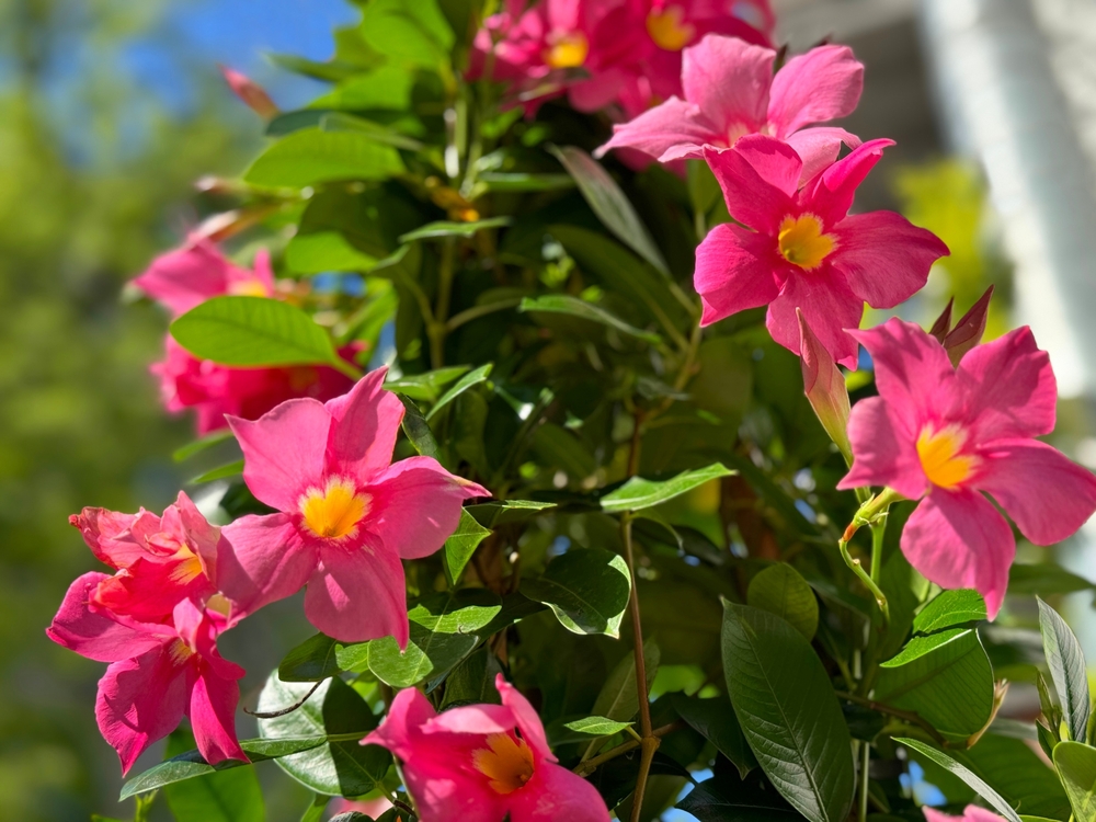 mandevilla