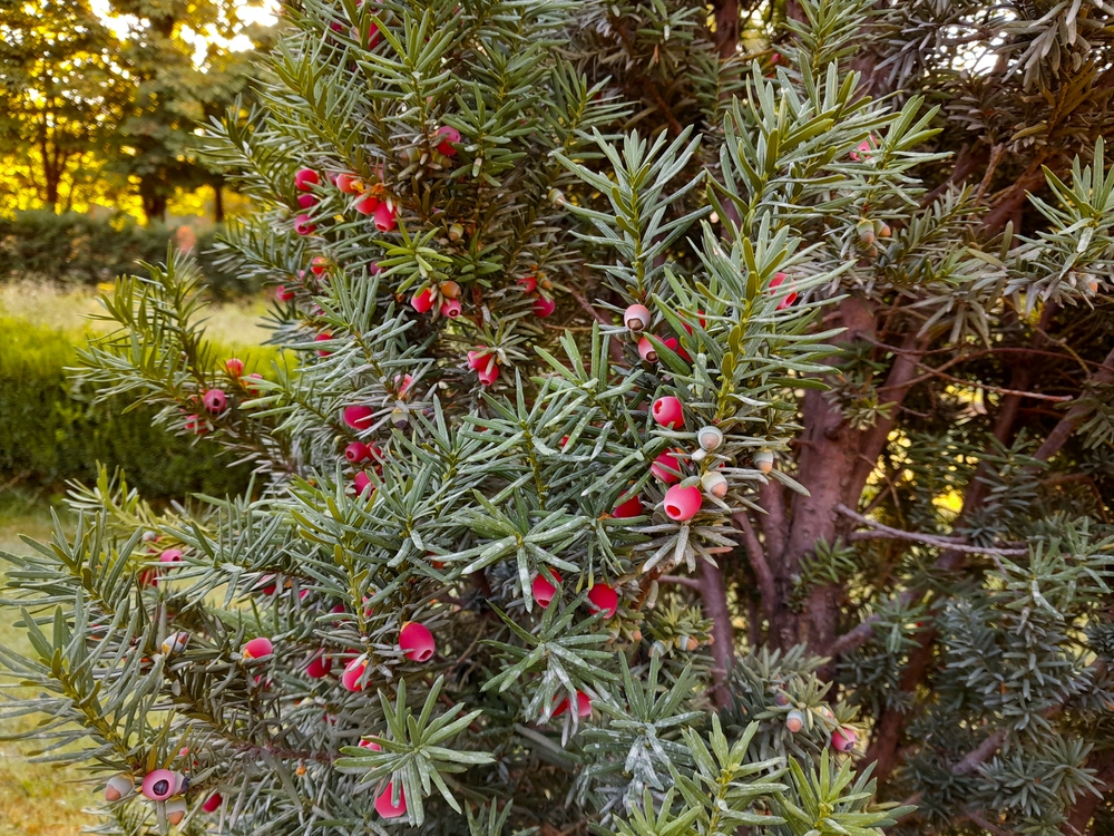 taxus baccata