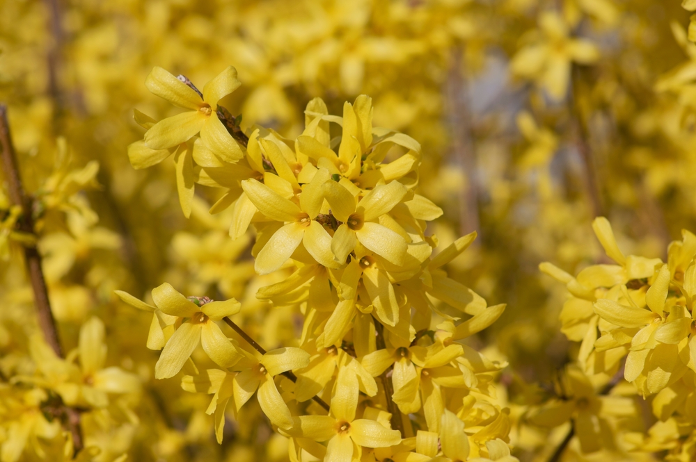 Forsythia im Frühling
