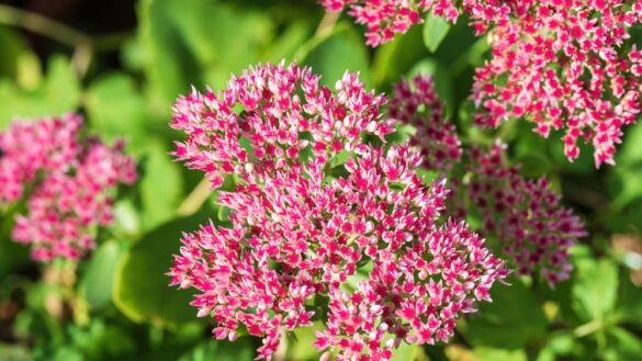 Red,Sedum,Inflorescences,In,The,Autumn,Garden. Fette Henne