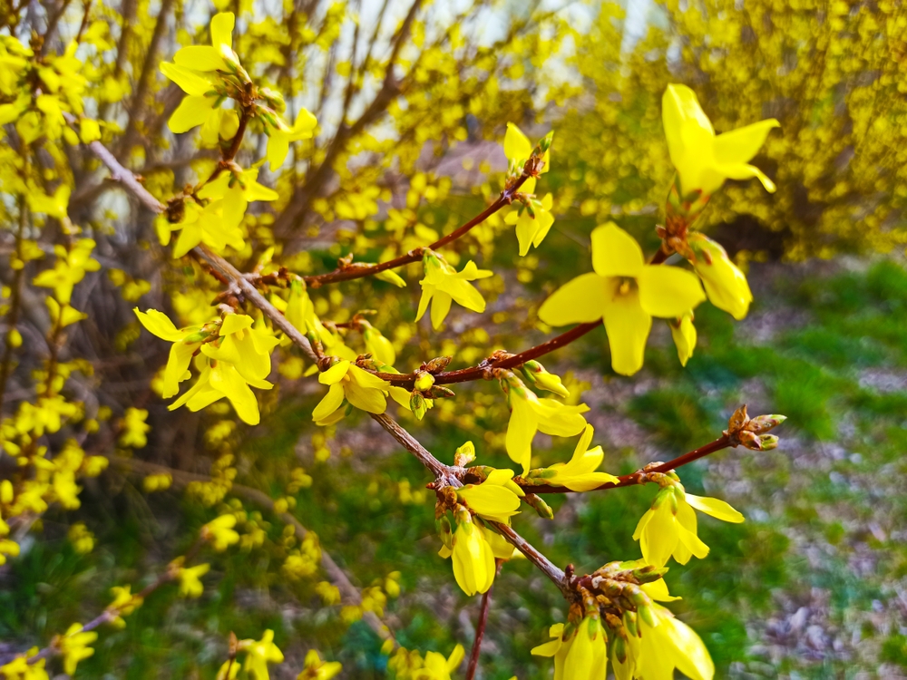 Forsythia,×,Intermedia,Or,Golden,Bowl.,Forsythia,Flowers,In,Front Forsythie